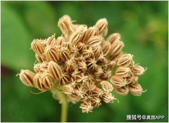 老國貨膚美靈洗面奶 價格親民卻功效非凡，植物提取物不輸大牌